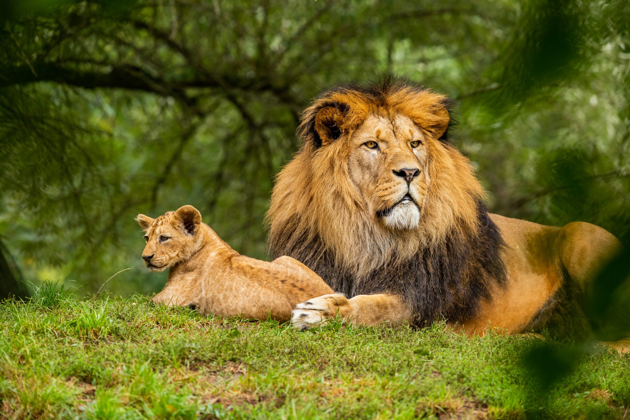 Budget Mara Safari: Big Five Encounters & Cultural Touches