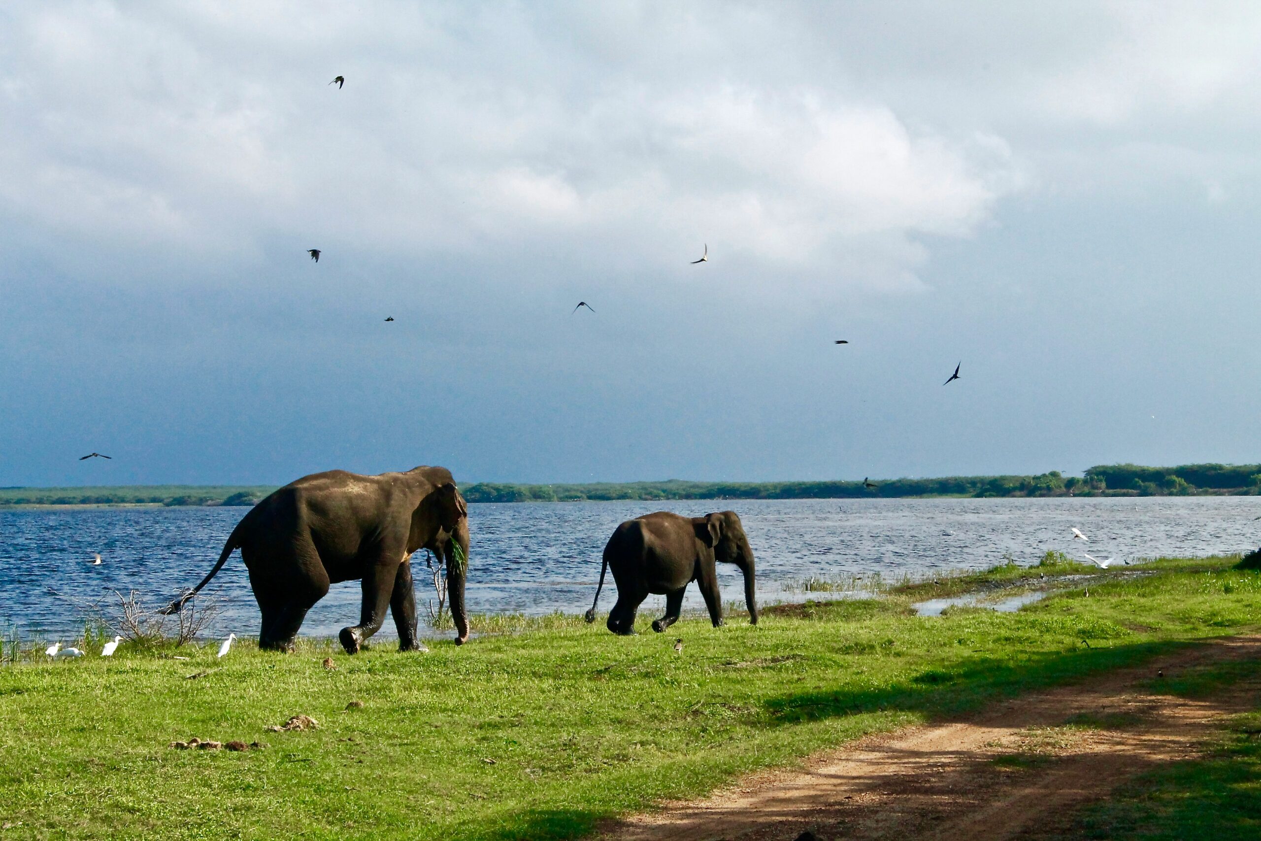 Sri Lanka Wild & Wonder Tour 