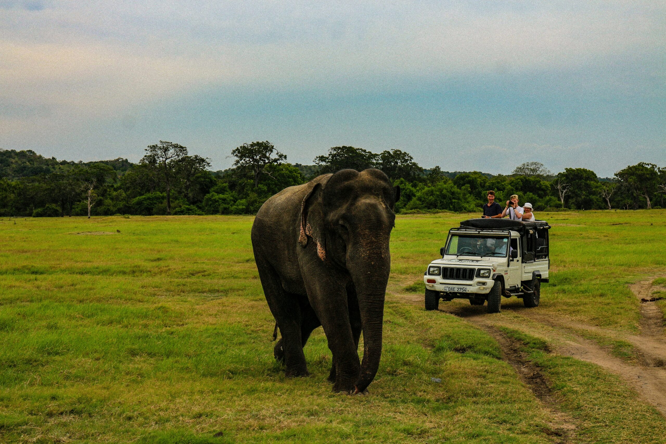 Wildlife Safaris & Marine Life Watching