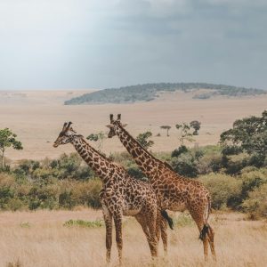 harshil-gudka-pU-9BYqjhyo-unsplash
